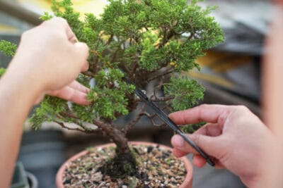 Curso Básico de Bonsái